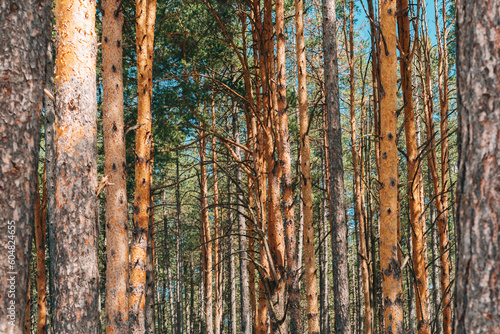 Tall pine (Pinus Silvestris variegata Zlatiborica) trees on Zlatibor