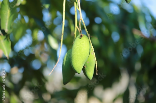 mango tree in the garden