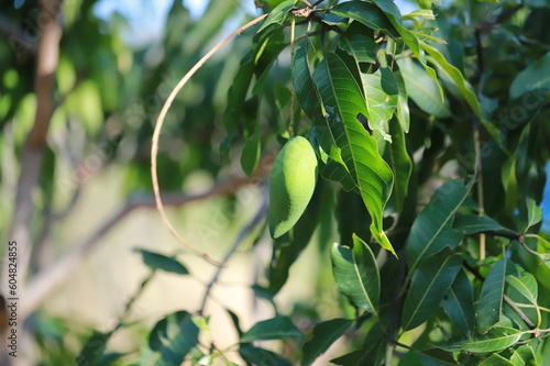 mango tree in the garden