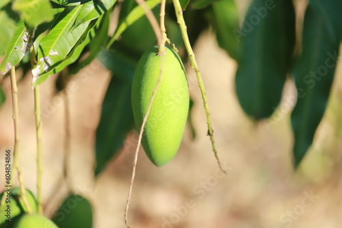 mango tree in the garden