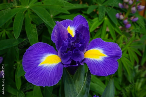 Blue and yellow Iris flower blooming in early summer. beautiful garden flower with vivid colours 