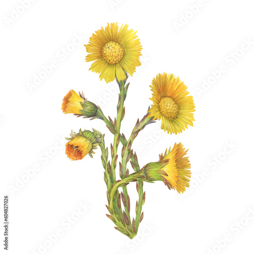 Closeup of bright yellow coltsfoot flowers  Tussilago farfara  tash plant  coughwort  farfara . Watercolor hand drawn painting illustration isolated on white background.