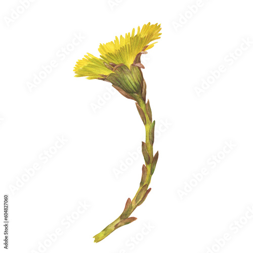 Fényképezés Closeup of bright yellow coltsfoot flower (Tussilago farfara, tash plant, coughwort, farfara)