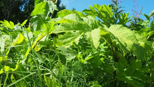 Hogweed, Cow Parsnip, Heracleum sphodylium. One of our favourite wild foods with three edible crops but because of the phototoxicity of Giant Hogweed, Heracleum mantegazzianum, you can be wary of it photo