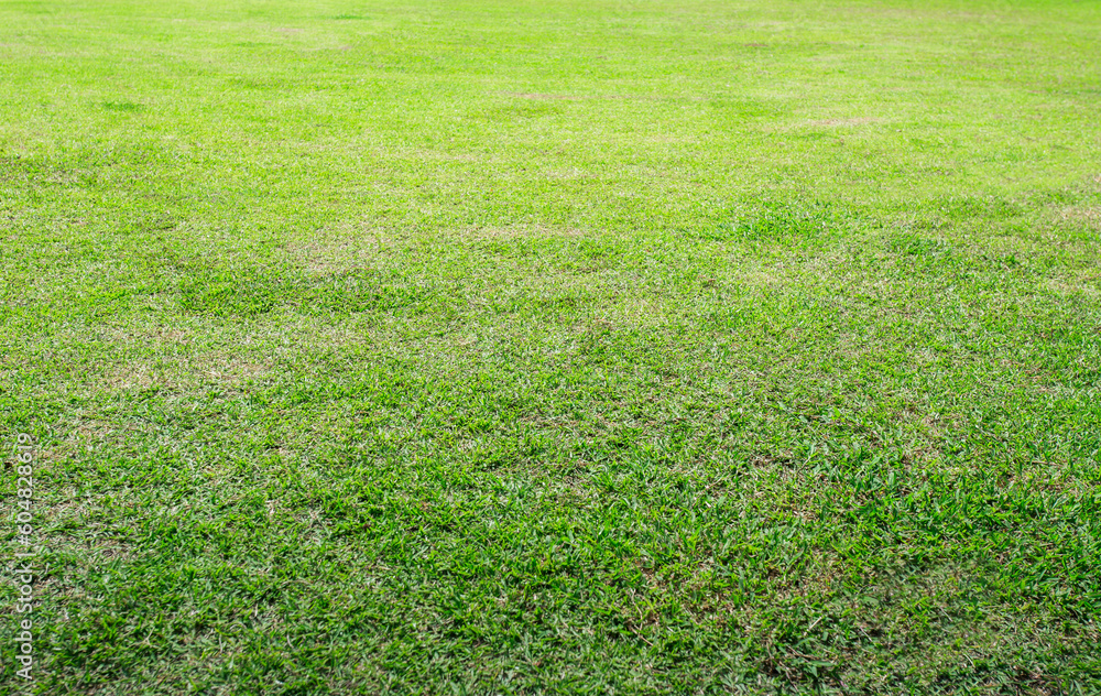 fresh green grass lawn background. Green grass on a golf field. Golf course with a rich green turf.