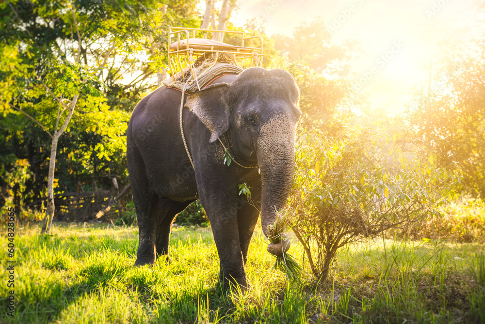 Fototapeta premium Asian Elephant in Thailand, Asian Elephants in Chiang Mai. Elephant Nature Park, Thailand. Female elephant standing on nature background.