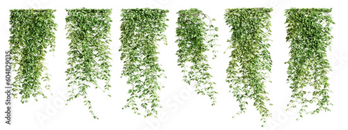Set of Mucuna Pruriens creeper plant, vol 2. Isolated on transparent background. 3D render.