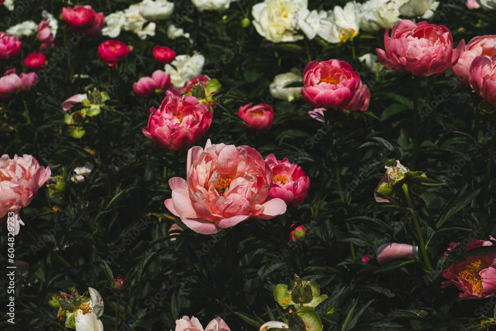 Beautiful fresh colorful peony flowers in full bloom in the garden, green leaves flowerbed. Summer natural floral texture for background. Beautiful fresh colorful peony flowers in full bloom in the garden, green leaves flowerbed. Summer natural floral texture for background.