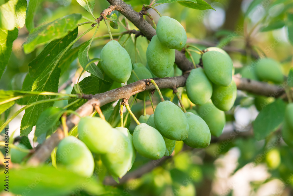 branch of unripe plum berries, close-up, blurred background branch of unripe plum berries, close-up, blurred background
