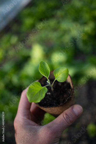 green seedling in a pot organic gardening