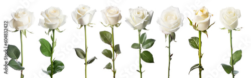 set of isolated white rose flowers. Created with Generative AI photo