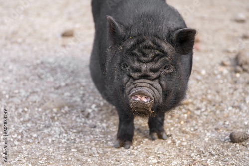 Portrait of a pot-bellied pig. Sus scrofa domesticus. Wild boar.
 photo