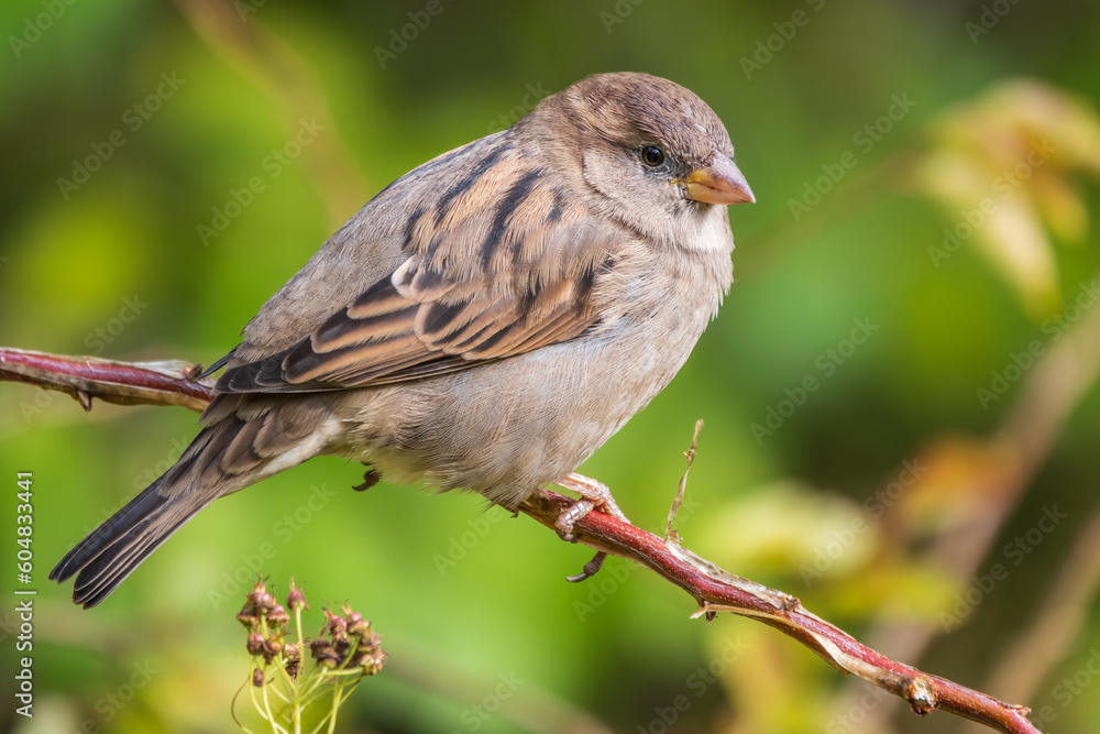 Sparrow sitting on a green branch in autumn. Sparrow with playful poise on branch in autumn or summer Sparrow sitting on a green branch in autumn. Sparrow with playful poise on branch in autumn or summer