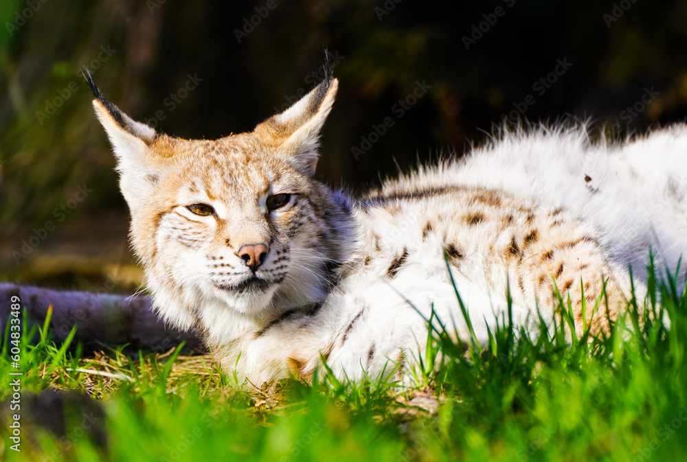 Obraz premium Portrait of a lynx. Animal close-up. 