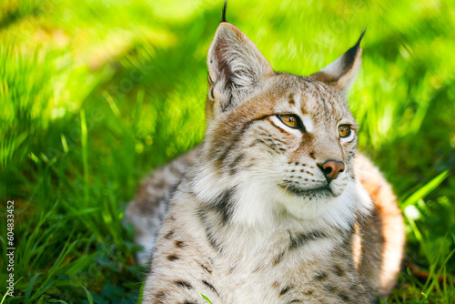 Portrait of a lynx. Animal close-up.
