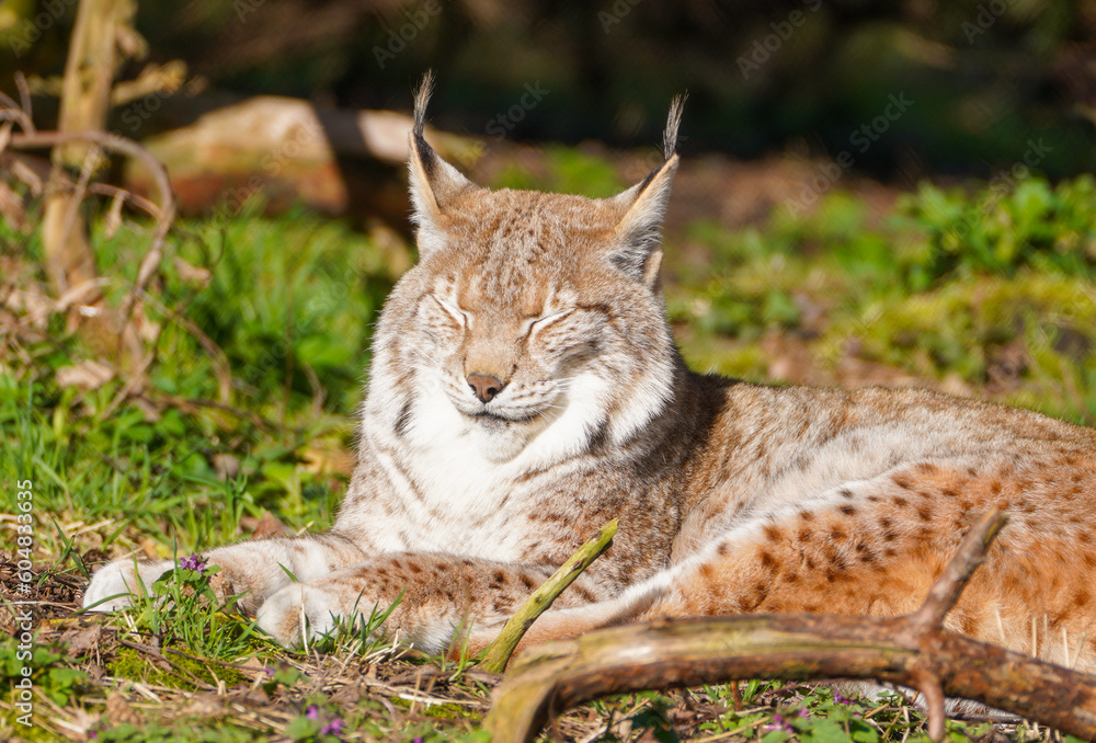 Fototapeta premium Portrait of a lynx. Animal close-up. 