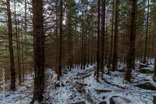 Spring's Reawakening: Harz Forest with Lingering Winter's Touch