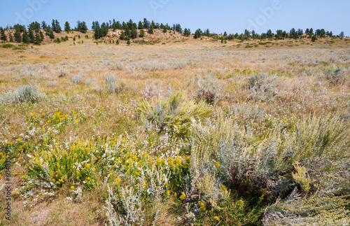 Grassy Fields at Rosebud Battlefield State Park