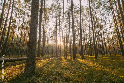 Russia, Europe. Forest , . Beautiful Sunset Sun Sunshine In Sunny Autumn Coniferous Forest. Sunlight Sunrays Shine Through Woods In Forest Landscape. Fallen Tree Trunk. 4K, 5K.