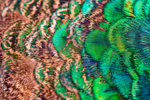 Close up Indian Pheasant  an abstract combination of the color   pattern and From of Male Peacock s feather