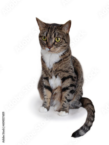 Portrait of a gray, striped cat on a white background