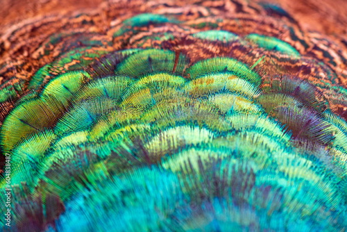 Close up Indian Pheasant, an abstract combination of the color , pattern and From of Male Peacock's feather