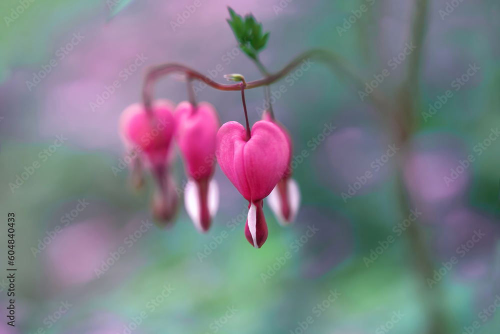 Dicentra pink flowers grow in spring garden. Heart shaped beauty Lamprocapnos spectabilis flower, soft focus Dicentra pink flowers grow in spring garden. Heart shaped beauty Lamprocapnos spectabilis flower, soft focus