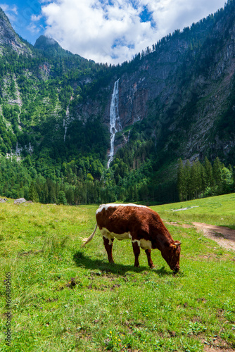 view of cow is walking on the trail at R?thbachfall, behind and between the K?nigsee and Obersee. Bavarian Landscape photo