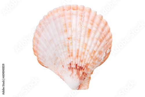  isolated shell of mussel over transparent background