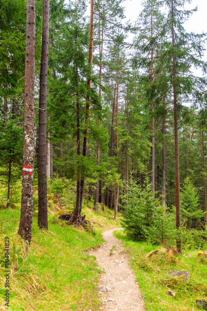 Obraz premium footpath in the forest (Austria)