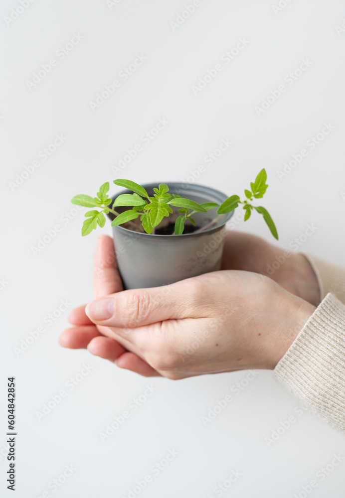 We grow tomato seedlings at home. A female hand holds a tomato sprout with roots in a plastic cup. Agricultural preparatory works. We grow tomato seedlings at home. A female hand holds a tomato sprout with roots in a plastic cup. Agricultural preparatory works.