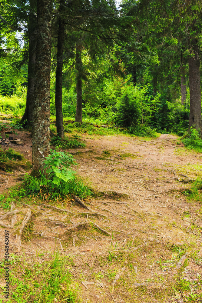 Fototapeta premium forest trail in park. beautiful summer countryside background