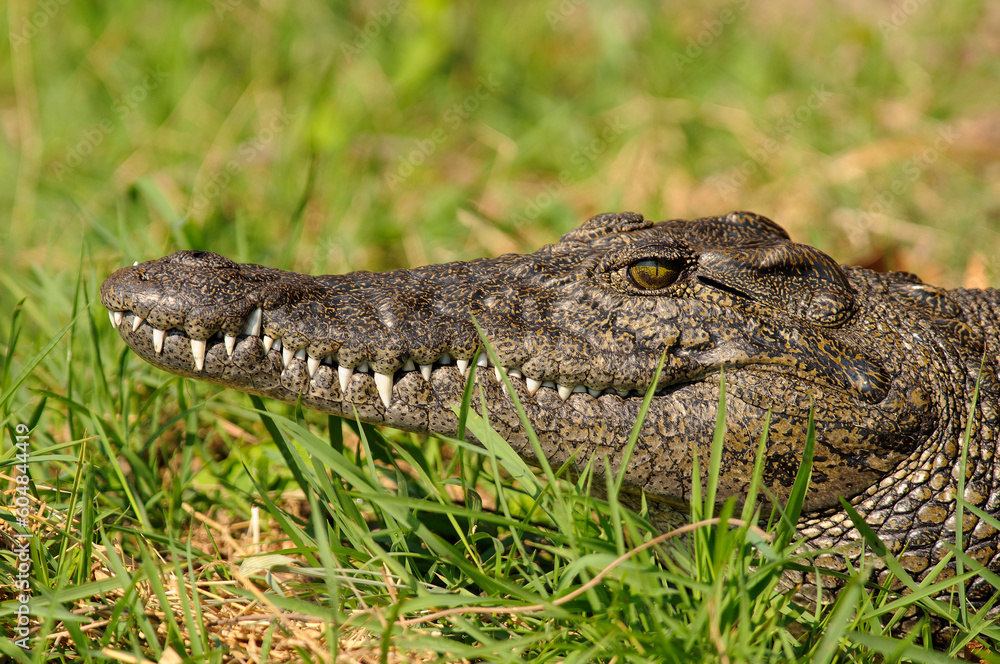 Obraz premium Alligator in Okavango Delta (Botswana)