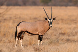 Oryx antelope in Etosha National Park (Namibia)