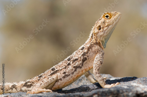 Lizard on a stone in Namib-Naukluft National Park. Namibia