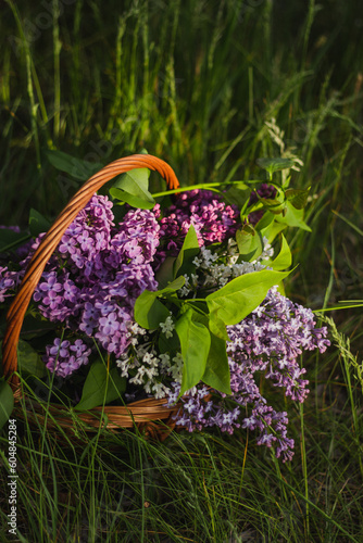 basket with lilacs on green grass on a sunny day. The rays of the sun on the lilac