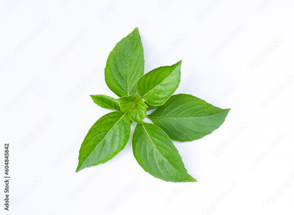 Fresh sweet basil leaves isolated on white background, top view, flat lay. Fresh sweet basil leaves isolated on white background, top view, flat lay.