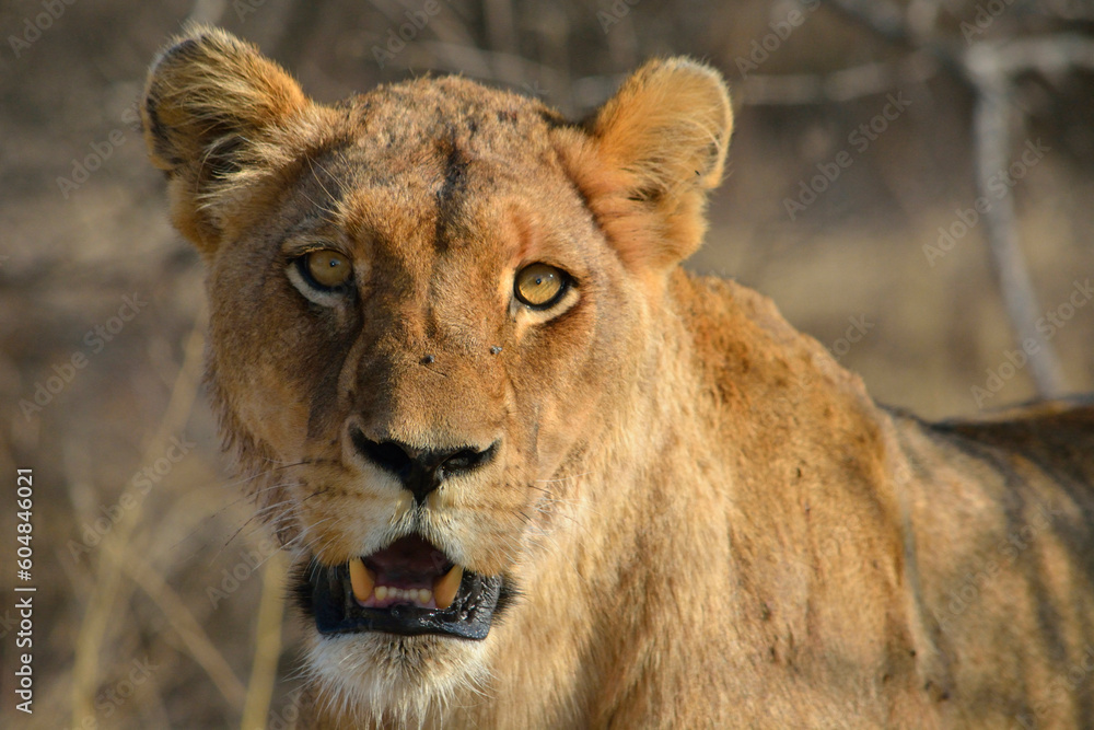 Lioness at Kruger National Park, South Africa Lioness at Kruger National Park, South Africa