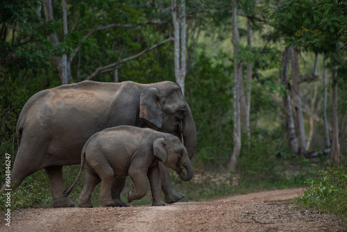 Photography lives in the natural,forest of Thailand