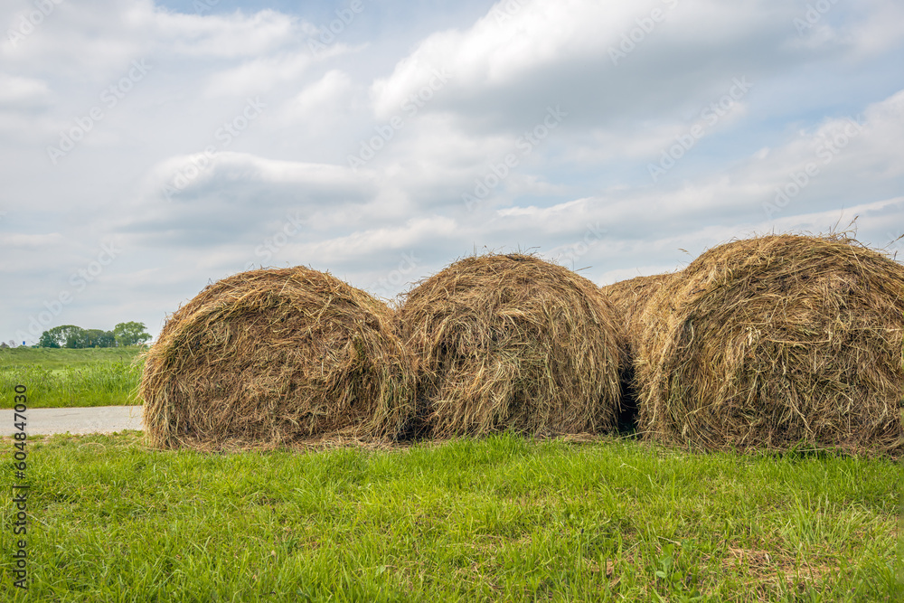 Rolls of hay await transport to the farm on the verge of a Dutch country road in a polder landscape. It is a slightly cloudy day in the spring season. Rolls of hay await transport to the farm on the verge of a Dutch country road in a polder landscape. It is a slightly cloudy day in the spring season.