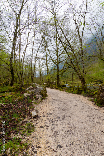 footpath in the woods (Berchtesgaden, Germany)