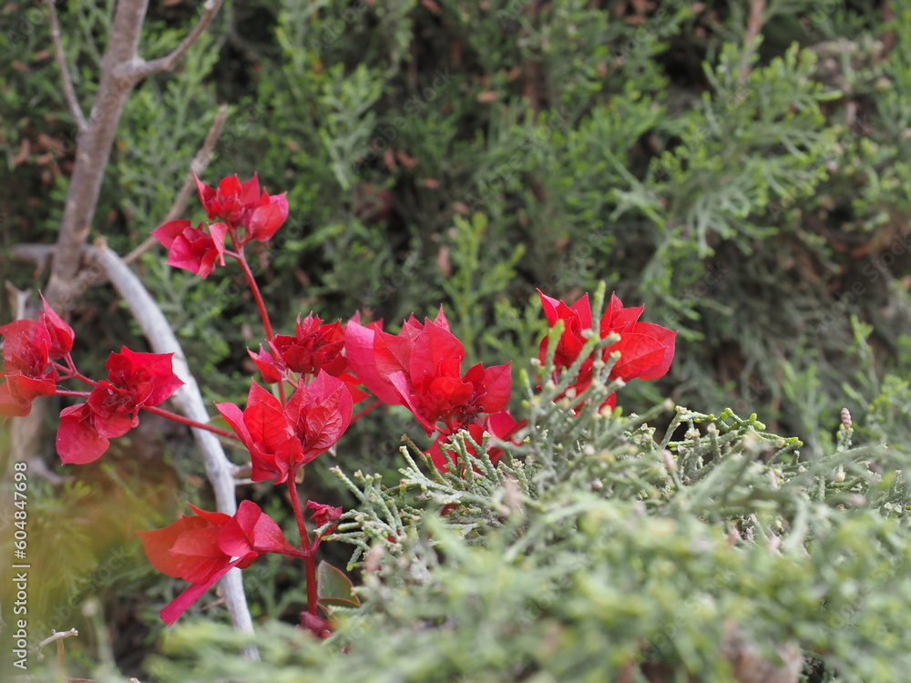 Flores rojas en medi de hojas verdes
