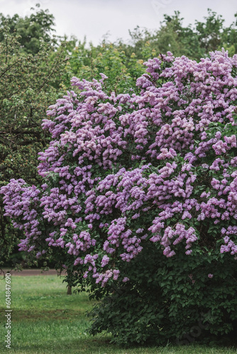 Fluffy  blooming lilac. Beautiful floral background. Large clusters of lilacs.