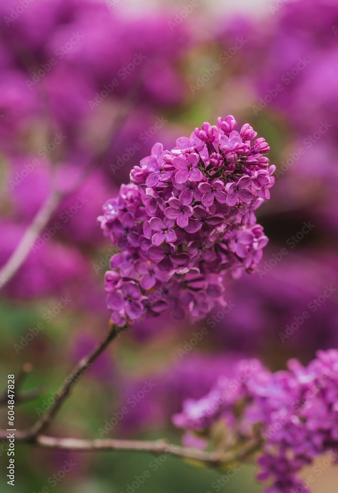 Beautiful, fluffy lilac on the background of the palace of Tsar Alexei Mikhailovich in Kolomenskoye. Russia, Moscow, May 2023 Beautiful, fluffy lilac on the background of the palace of Tsar Alexei Mikhailovich in Kolomenskoye. Russia, Moscow, May 2023