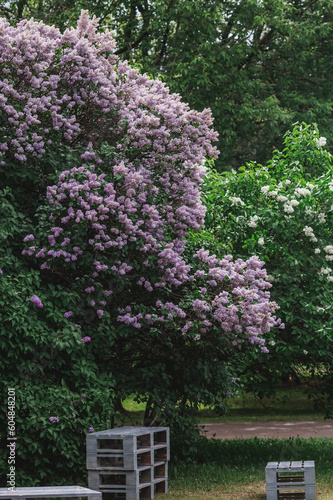 Fluffy, blooming lilac. Beautiful floral background. Large clusters of lilacs.