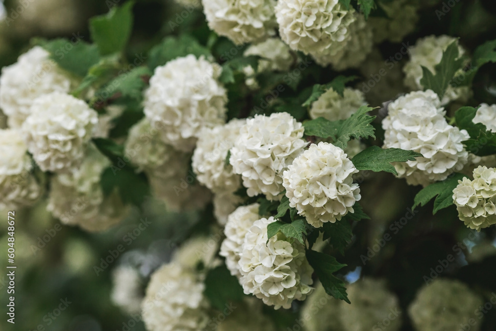 Decorative viburnum Buldenezh or Snow globe (Latin Viburnum opulus var sterile). Decorative viburnum Buldenezh or Snow globe (Latin Viburnum opulus var sterile).