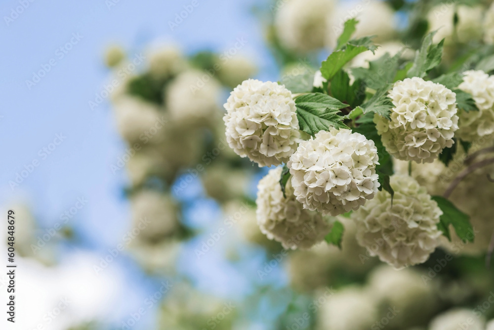 Decorative viburnum Buldenezh or Snow globe (Latin Viburnum opulus var sterile). Decorative viburnum Buldenezh or Snow globe (Latin Viburnum opulus var sterile).