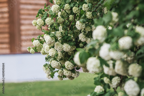 Decorative viburnum Buldenezh or Snow globe (Latin Viburnum opulus var sterile) on the background of the palace of Tsar Alexei Mikhailovich in Kolomenskoye. Russia, Moscow, May 2023 photo