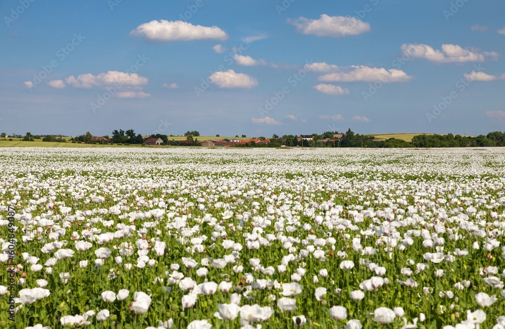 flowering opium poppy field in Latin papaver somniferum flowering opium poppy field in Latin papaver somniferum