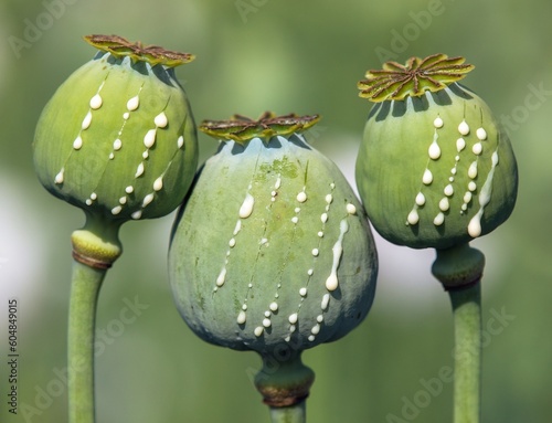 opium poppy heads papaver somniferum with opium drops photo